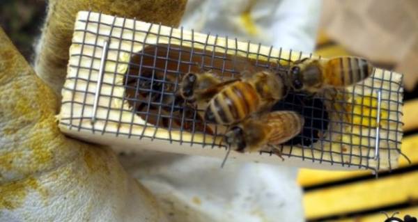 خروج ملکه زنبور عسل