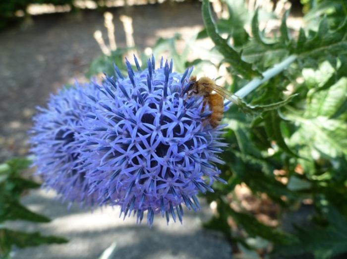 زنبور و گیاه قنقال