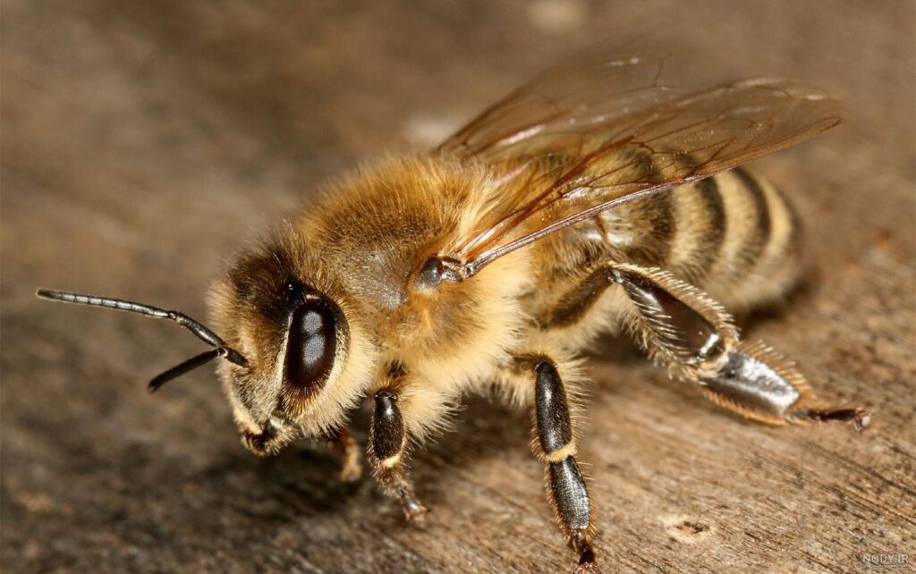 ملکه زنبور عسل 