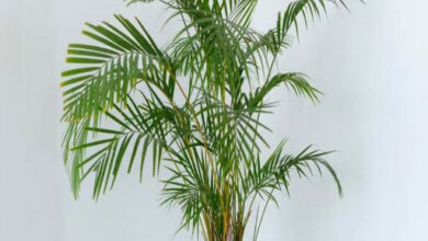 راهنمای جامع نگهداری از نخل اریکا: از کوددهی تا مقابله با آفات