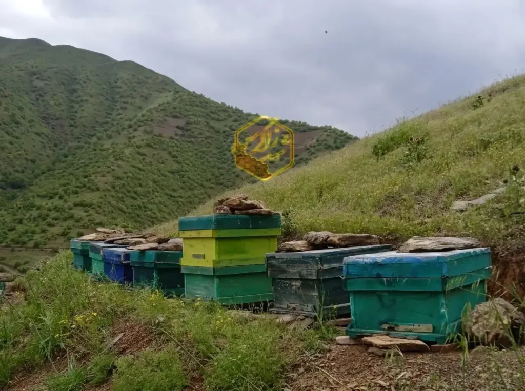 عسل شهد زاگرس